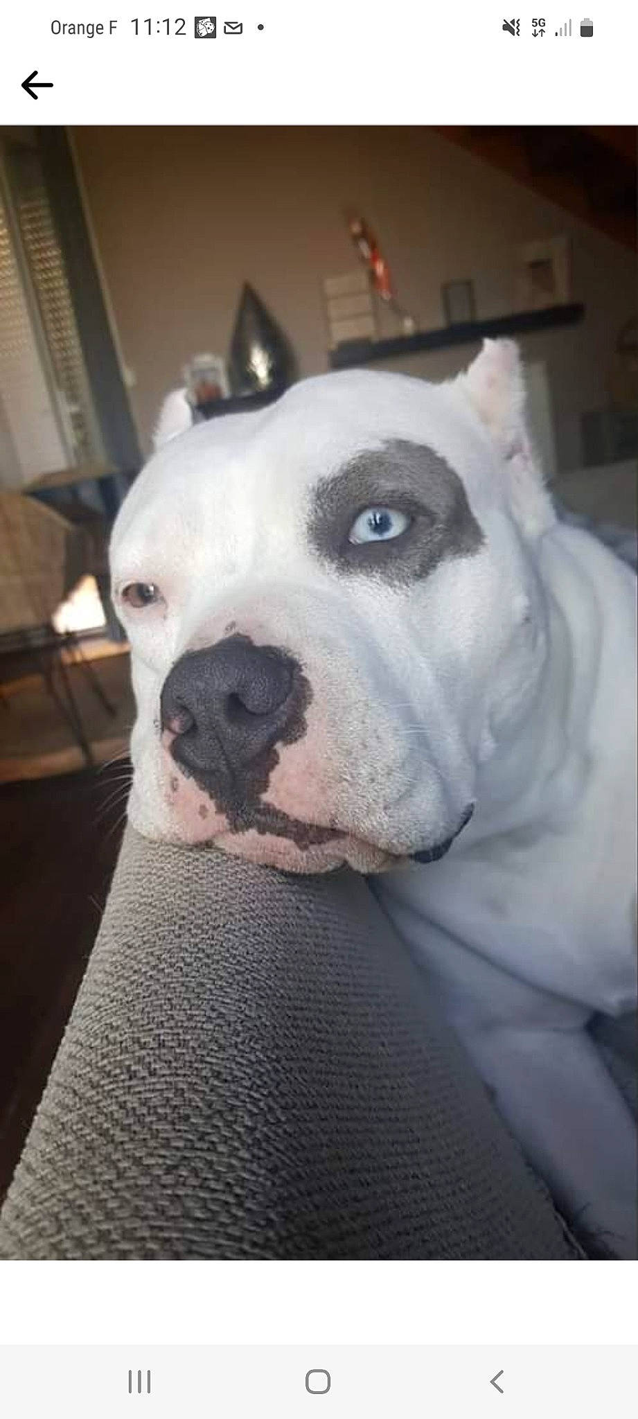 Dolce participe au concours pour gagner de l'argent avec cette photo : canidae, carnivore, collar, comfort, companion_dog, dog, dog_breed, dogo_guatemalteco, ear, fawn, fur, jaw, molosser, non_sporting_group, old_english_bulldog, snout, sporting_group, terrestrial_animal, whiskers, working_animal