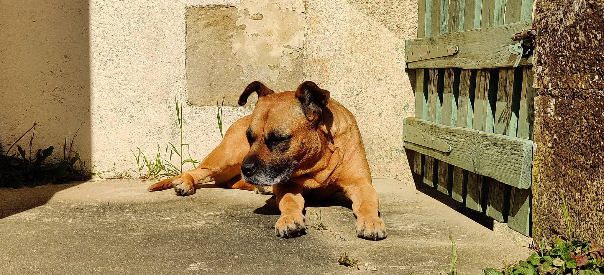 Fufu participe au concours pour gagner de l'argent avec cette photo : ancient_dog_breeds, art, canidae, carnivore, companion_dog, dog, dog_breed, fawn, non_sporting_group, paw, plant, shadow, snout, sporting_group, terrestrial_animal, wildlife, wood, working_animal, working_dog, wrinkle