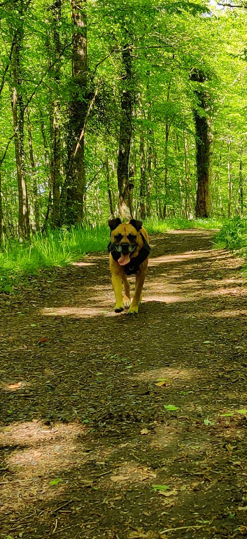 Fufu participe au concours pour gagner de l'argent avec cette photo : biome, canidae, carnivore, dog, dog_breed, fawn, forest, german_shepherd_dog, grass, jungle, plant, sporting_group, tail, temperate_broadleaf_and_mixed_forest, trail, tree, trunk, wildlife, wood, working_animal