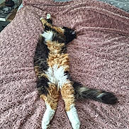 Diva participe au concours pour gagner de l'argent avec cette photo : cat, bed, blanket, furry, fluffy, stretched_out, relaxed, indoor, pet, animal, calico, tail, paws, soft_texture, sleeping, cozy, domestic, resting, comfort, feline