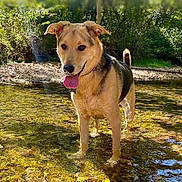 Charlie is registered to the contest to win money with this photo: dog, water, stream, nature, outdoors, sunlight, trees, animal, pet, happy, tongue_out, standing, forest, riverbed, summer, playful, canine, daylight, fresh, wildlife