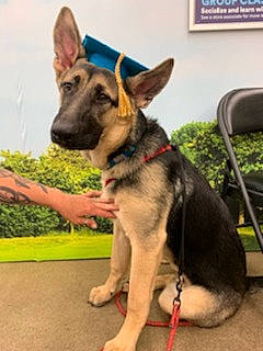 Yogi is registered to the contest to win money with this photo: carnivore, chair, collar, companion_dog, dog, dog_breed, dog_collar, dog_supply, east_european_shepherd, german_shepherd_dog, grass, herding_dog, king_shepherd, old_german_shepherd_dog, picture_frame, plant, snout, sporting_group, working_animal, working_dog