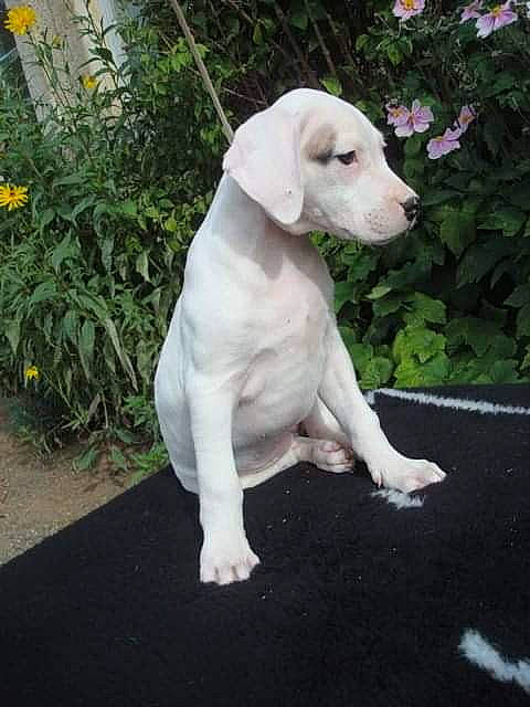Joulia a rejoint le concours — aidez-le/la à gagner de superbes lots ! canidae, carnivore, dog, dog_breed, dogo_argentino, dogo_guatemalteco, fawn, mammal, non_sporting_group, pointer, porcelaine, puppy, rajapalayam, rare_breed_dog, sporting_group, tail, vertebrate