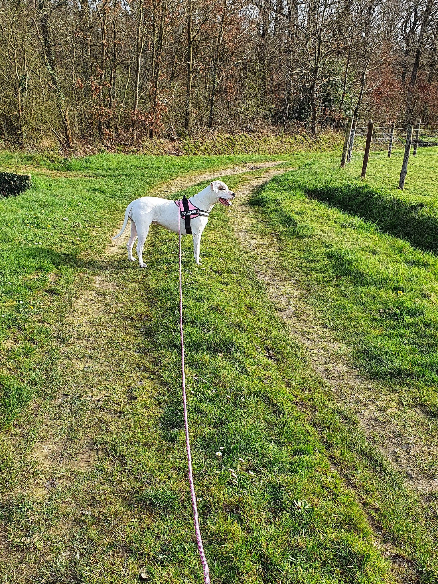 Joulia participe au concours pour gagner de l'argent avec cette photo : canidae, carnivore, dog, farm, field, galgo_espanol, grass, grass_family, grassland, grazing, greyhound, leash, lurcher, meadow, pasture, plant, rural_area, sighthound, tree, whippet