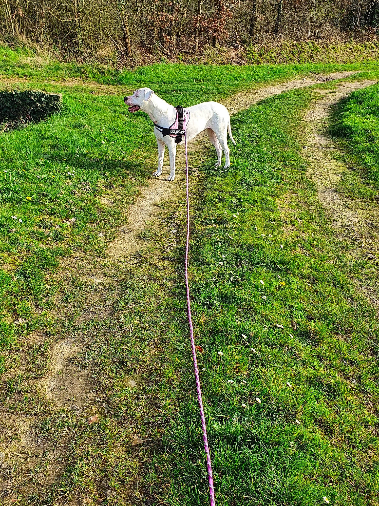 Joulia participe au concours pour gagner de l'argent avec cette photo : canidae, carnivore, dog, dog_breed, grass, grass_family, grassland, greyhound, leash, pasture, plant, sporting_group, tail