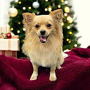 Toby Rex joined the competition — help win amazing prizes! blanket, bokeh, burgundy, canine, christmas_tree, cozy, dog, ears, eyes, fur, happy, holiday, ornaments, paws, pet, portrait, presents, sitting, smile, tongue_out