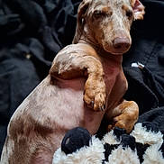 Diablo a rejoint le concours — aidez-le/la à gagner de superbes lots ! dog, puppy, lying_down, blanket, plush_toy, cozy, cute, winking, fur, relaxed, indoor, pet, animal, brown, black, white, sleepy, soft, cuddly, portrait