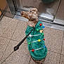 dog, dachshund, pet, leash, green_sweater, pom_poms, holiday_outfit, reflection, elevator, tiled_floor, looking_back, curious, indoor, brown_spots, fur, canine, decorated_clothing, festive, small_dog, companion
