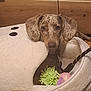 Diablo participe au concours pour gagner de l'argent avec cette photo : dog, puppy, pet_bed, plush, toy, leash, wooden_floor, wooden_cabinet, indoor, brown, speckled, ears, face, cute, cozy, resting, animal, domestic_animal, household, comfortable