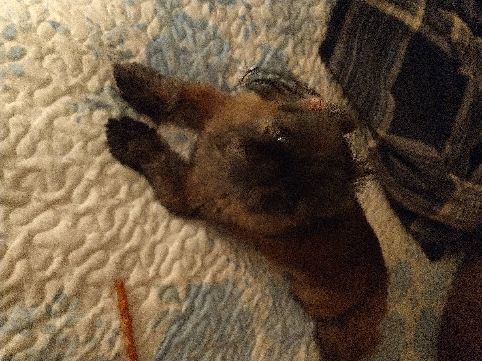 Bailey is registered to the contest to win money with this photo: carnivore, cat, claw, comfort, companion_dog, dog_breed, felidae, flooring, foot, fur, hardwood, human_leg, liver, paw, small_to_medium_sized_cats, tail, terrestrial_animal, whiskers, wood, working_animal