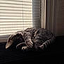 animal, blinds, cat, cozy, curled_up, domestic, feline, fur, gray_tabby, indoor, paw, pet, quiet, relaxation, resting, shadow, sleeping, sunlight, tail, window