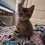 Sly is registered to the contest to win money with this photo: air_conditioner, animal, bedroom, blanket, cat, cozy, curtain, cute, domestic, floral_pattern, furniture, furry, indoor, kitten, pet, resting, sleepy, small, window, young