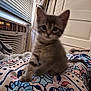 air_conditioner, animal, bedroom, blanket, cat, cozy, curtain, cute, domestic, floral_pattern, furniture, furry, indoor, kitten, pet, resting, sleepy, small, window, young