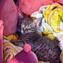 Sly joined the competition — help win amazing prizes! animal, blanket, cat, comfort, cozy, crown_shaped_bed, cute, feline, fur, indoor, kitten, nap, pet, pink_bed, relaxing, resting, sleeping, soft, tabby, young_cat