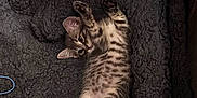 Sly is registered to the contest to win money with this photo: animal, bed, cat, cozy, cute, ears, feline, fur, indoor, kitten, lying_down, paws, pet, relaxed, resting, small, soft, spotted, whiskers, young