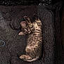 animal, bed, cat, cozy, cute, ears, feline, fur, indoor, kitten, lying_down, paws, pet, relaxed, resting, small, soft, spotted, whiskers, young