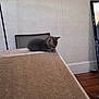 Sly is registered to the contest to win money with this photo: animal, carpet, carpeted_ramp, cat, contemplative, cozy, cute, feline, floor, furniture, gray_cat, home, indoor, kitten, mirror, pet, resting, small, wall, wood_floor