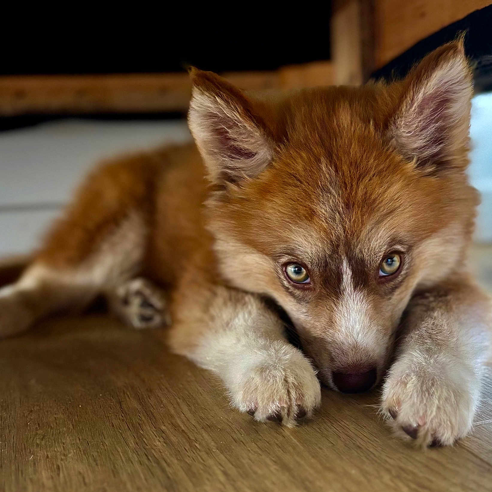 Aritzia participe au concours pour gagner de l'argent avec cette photo : animal, brown_fur, close_up, curious, cute, dog, ears_up, eyes, floor, fur, indoor, lying_down, nose, pet, portrait, puppy, resting, white_paws, wooden_floor, young