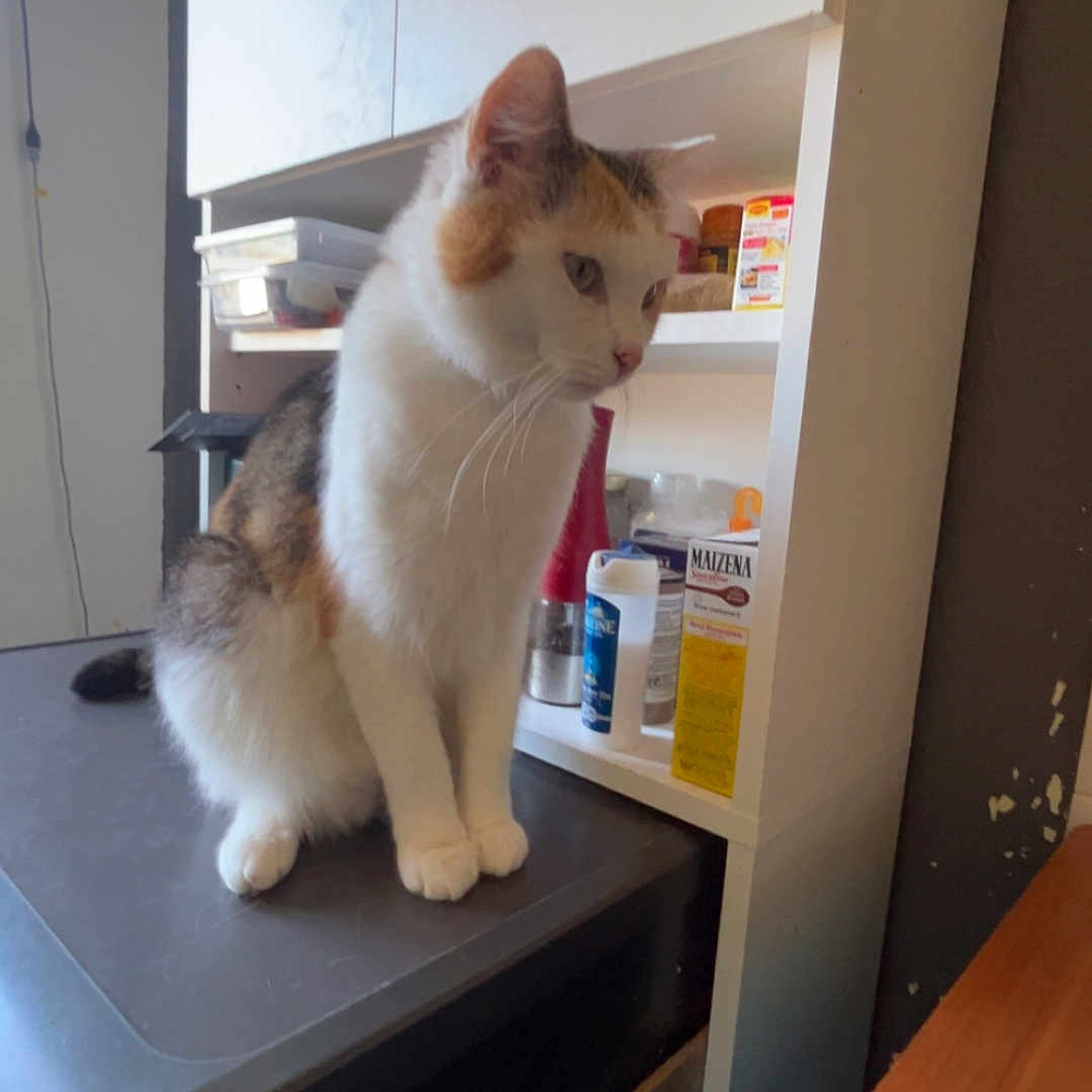 Cookie a rejoint le concours — aidez-le/la à gagner de superbes lots ! animal, black, calico_cat, cat, container, counter, curious, domestic_cat, fur, furniture, household_item, indoor, kitchen, looking, orange, pet, shelf, sitting, still_life, white