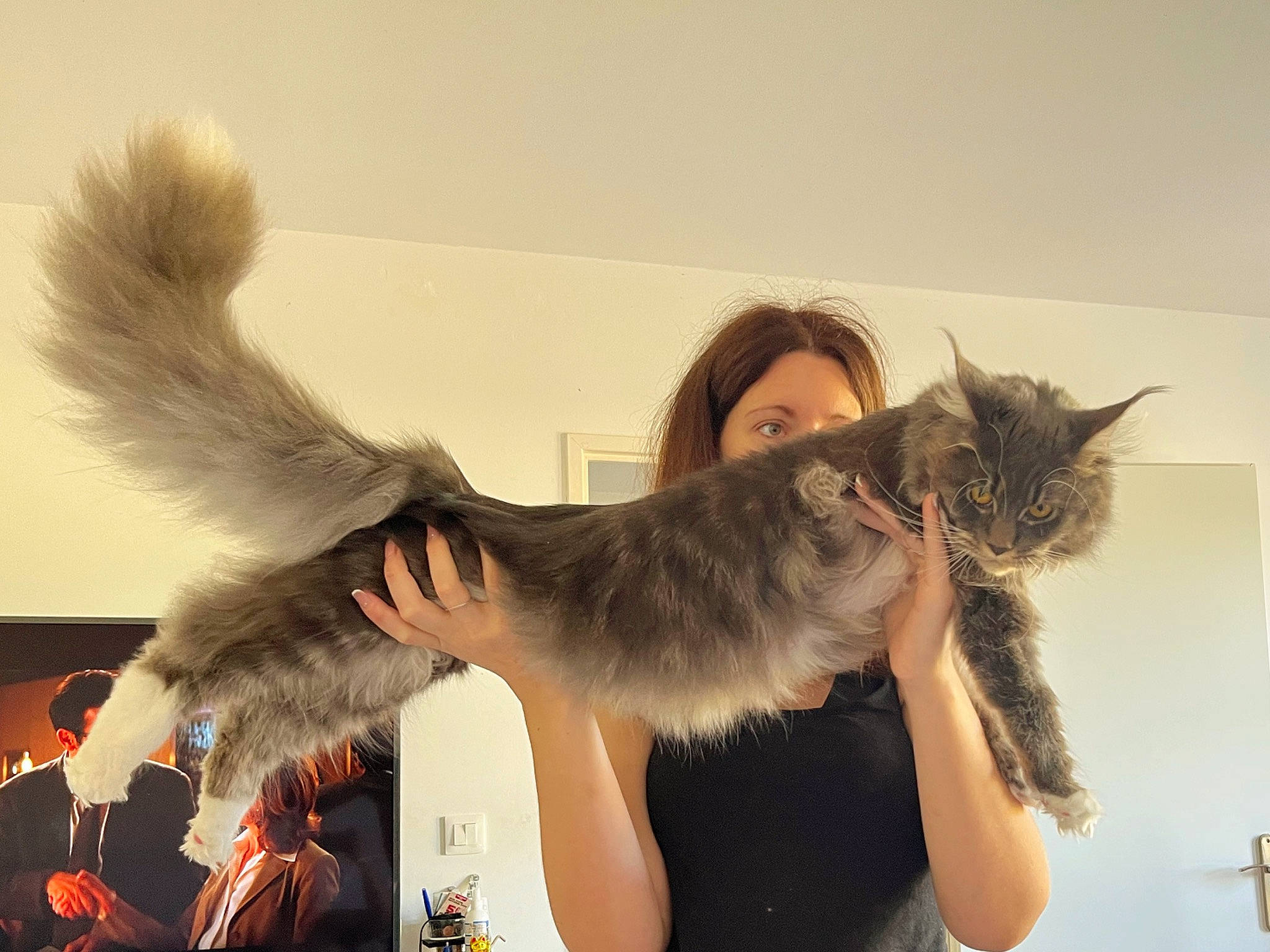 Talia participe au concours pour gagner de l'argent avec cette photo : accipitriformes, beak, bird_of_prey, carnivore, cat, claw, domestic_short_haired_cat, falconiformes, feather, felidae, fur, gesture, happy, paw, seabird, small_to_medium_sized_cats, tail, vertebrate, whiskers, wing