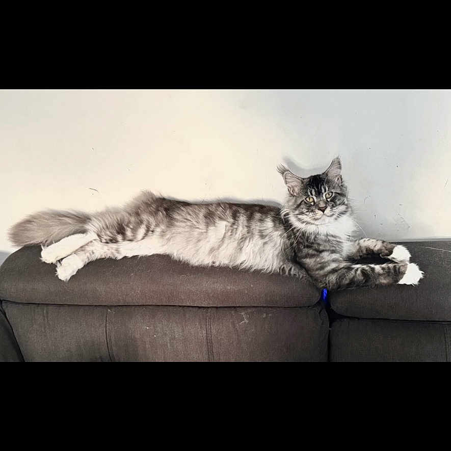 Viky a rejoint le concours — aidez-le/la à gagner de superbes lots ! animal, architecture, building, cat, couch, cushion, face, furniture, head, homedecor, indoors, interiordesign, kitten, livingroom, manx, person, pet, photography, portrait, room