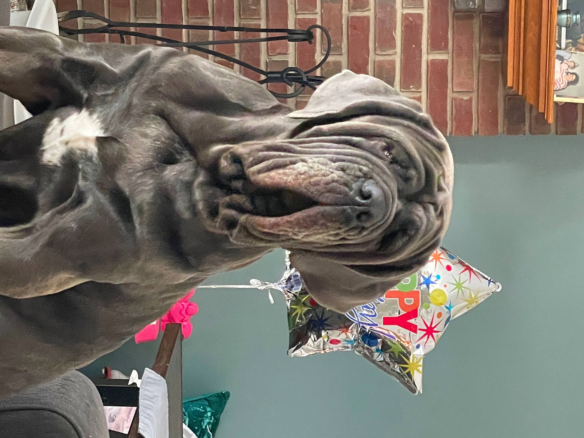 Zoe is registered to the contest to win money with this photo: art, bovine, bridle, bull, fashion_accessory, horse_tack, indian_elephant, mammal, metal, pack_animal, sculpture, snout, stallion, statue, terrestrial_animal, visual_arts, water, wildebeest, working_animal, wrinkle