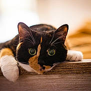 Arpeggio joined the competition — help win amazing prizes! animal, background_blur, calico_cat, cat, closeup, curious, cute, domestic_cat, feline, green_eyes, indoor, lying_down, mammal, paws, pet, portrait, relaxed, soft_light, whiskers, wooden_surface