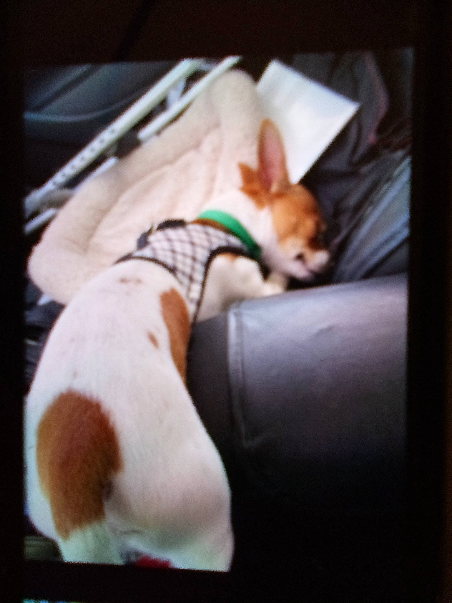 Alfred joined the competition — help win amazing prizes! canidae, carnivore, comfort, companion_dog, couch, dog, dog_breed, fawn, felidae, fur, human_leg, linens, nap, non_sporting_group, paw, room, small_to_medium_sized_cats, sporting_group, tail, whiskers