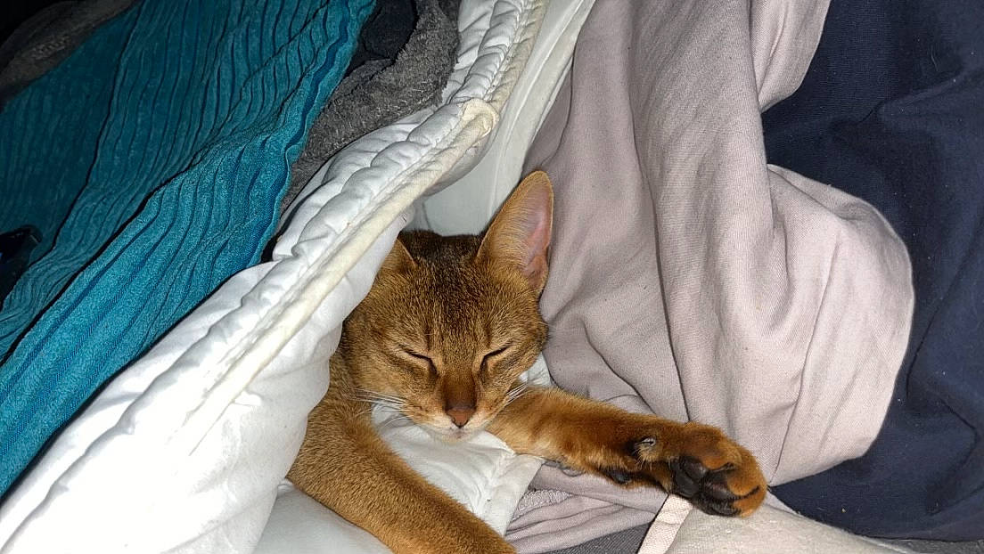 Grâce a rejoint le concours — aidez-le/la à gagner de superbes lots ! bed_sheet, bedding, carnivore, cat, claw, comfort, domestic_short_haired_cat, fawn, felidae, fur, human_leg, linens, nap, paw, sitting, small_to_medium_sized_cats, tail, terrestrial_animal, textile, whiskers