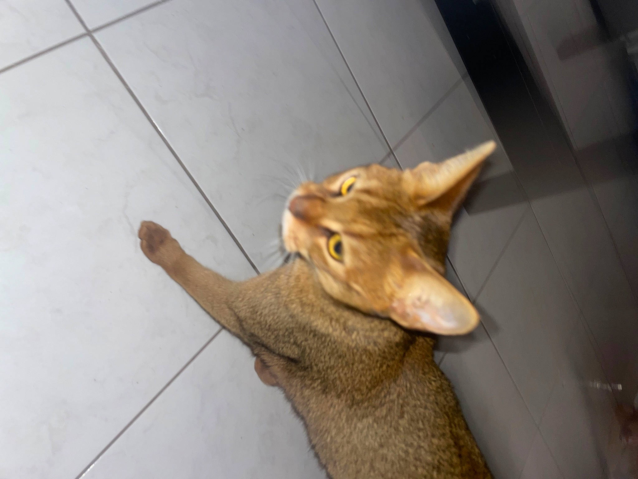 Grâce a rejoint le concours — aidez-le/la à gagner de superbes lots ! canidae, carnivore, cat, claw, dog_breed, domestic_short_haired_cat, fawn, felidae, flooring, fur, hardwood, paw, small_to_medium_sized_cats, tail, terrestrial_animal, tile_flooring, whiskers, wildlife, wood