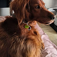 Oxane a rejoint le concours — aidez-le/la à gagner de superbes lots ! dog, brown_dog, fluffy, pet, bed, pink_bedspread, indoor, flowers, piano, television, living_room, furniture, collar, tag, wooden_floor, side_table, cable, relaxed, profile_view, domestic