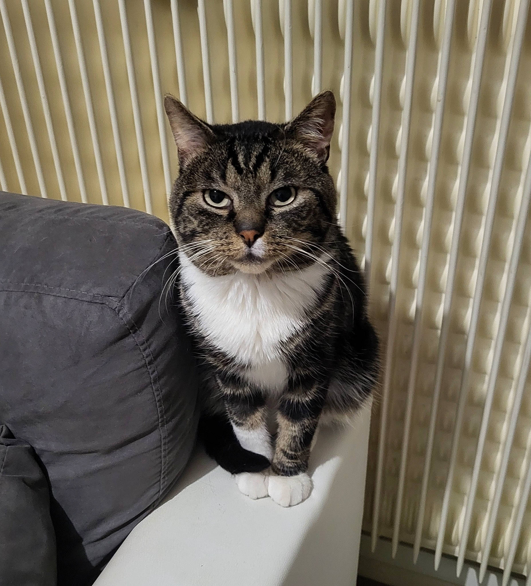 Junior a rejoint le concours — aidez-le/la à gagner de superbes lots ! carnivore, cat, claw, domestic_short_haired_cat, door, felidae, fur, grey, monochrome, monochrome_photography, paw, sitting, small_to_medium_sized_cats, snout, tail, terrestrial_animal, whiskers, window