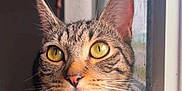 Suki is registered to the contest to win money with this photo: animal, cat, close_up, curious, domestic_cat, feline, fur, indoor, natural_light, paws, pet, portrait, relaxed, resting, striped_fur, tabby_cat, whiskers, window, windowsill, yellow_eyes