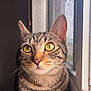 animal, cat, close_up, curious, domestic_cat, feline, fur, indoor, natural_light, paws, pet, portrait, relaxed, resting, striped_fur, tabby_cat, whiskers, window, windowsill, yellow_eyes
