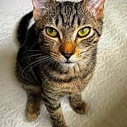 Suki is registered to the contest to win money with this photo: animal, cat, close_up, curious, cute, domestic_cat, ears, eyes, face, feline, fur, green_eyes, indoor, pet, portrait, sitting, tabby, texture, whiskers, white_background