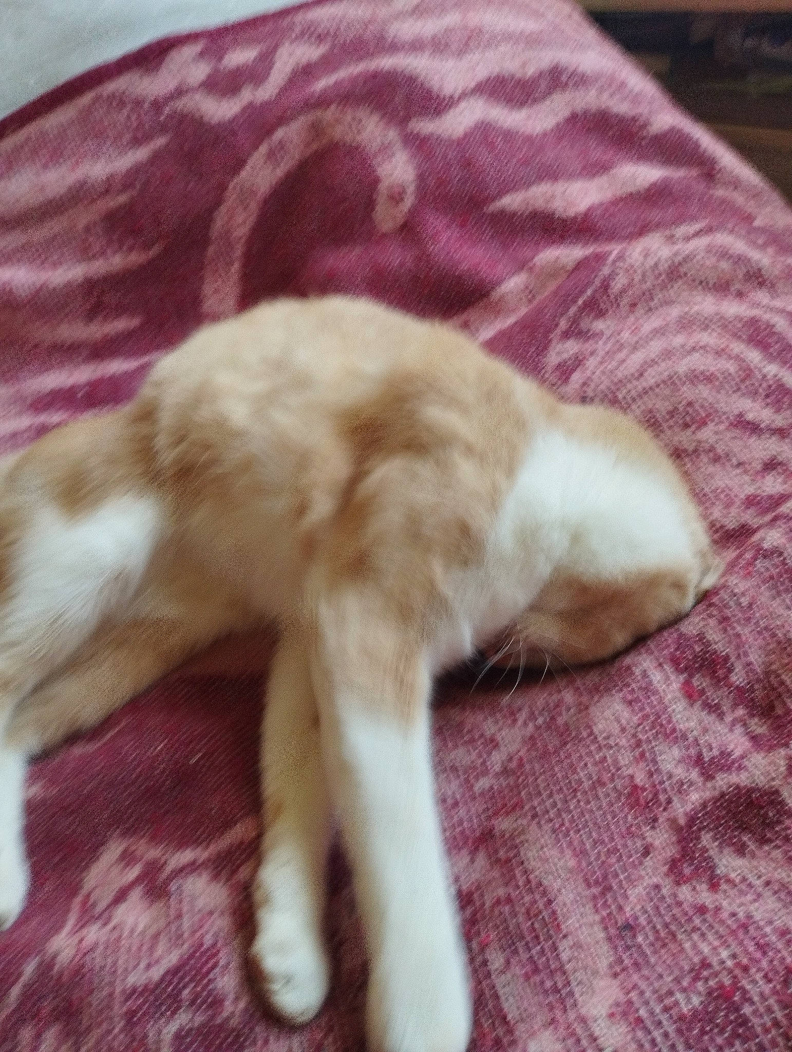 Pongo participe au concours pour gagner de l'argent avec cette photo : canidae, carnivore, cat, claw, comfort, companion_dog, dog_breed, fawn, felidae, fur, linens, paw, small_to_medium_sized_cats, sporting_group, tail, terrestrial_animal, textile, whiskers, wood