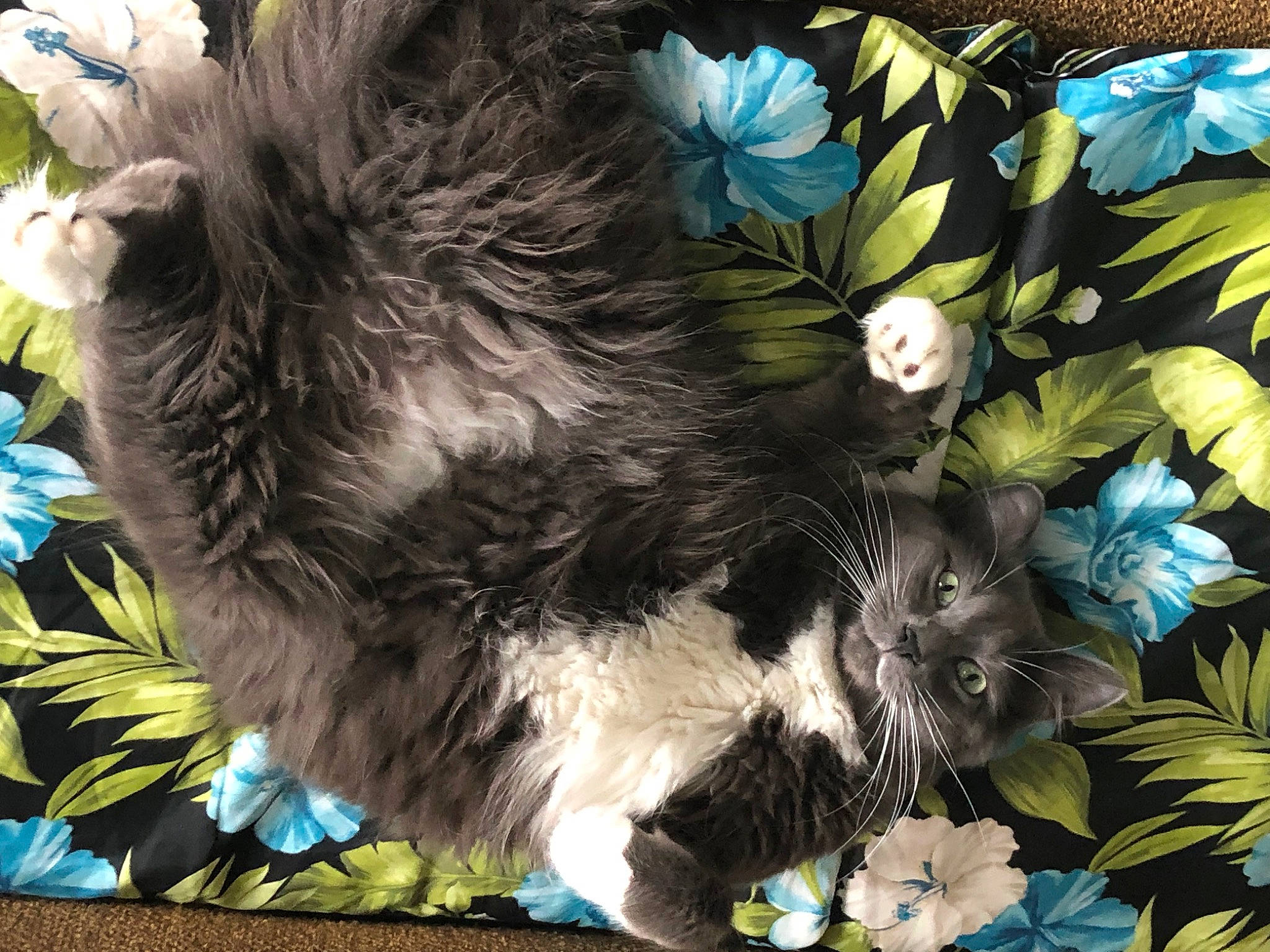 Mr. Bram Stoker joined the competition — help win amazing prizes! art, blue, botany, carnivore, cat, companion_dog, dog_breed, electric_blue, felidae, flower, flowering_plant, fur, grass, groundcover, pattern, petal, plant, small_to_medium_sized_cats, tail, whiskers