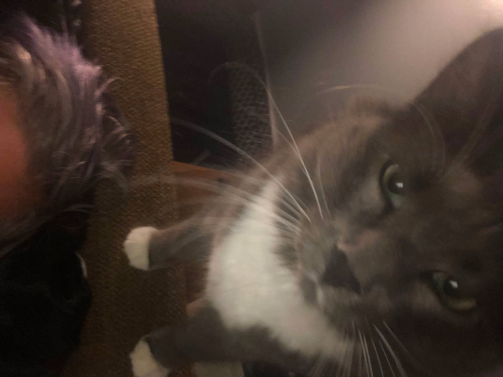 Mr. Bram Stoker joined the competition — help win amazing prizes! black_cat, carnivore, cat, cloud, comfort, darkness, domestic_short_haired_cat, ear, felidae, fur, monochrome_photography, night, paw, small_to_medium_sized_cats, snout, whiskers, window