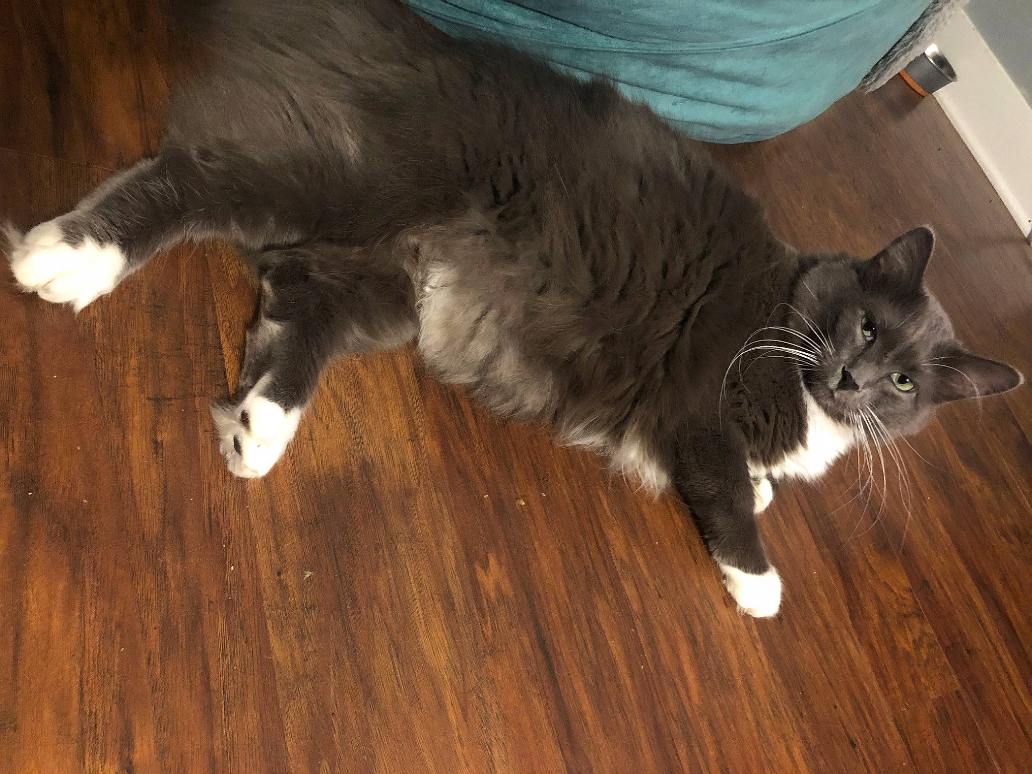 Mr. Bram Stoker joined the competition — help win amazing prizes! carnivore, cat, claw, comfort, domestic_short_haired_cat, felidae, floor, flooring, fur, hardwood, human_leg, laminate_flooring, paw, small_to_medium_sized_cats, tail, varnish, whiskers, wood, wood_flooring, wood_stain