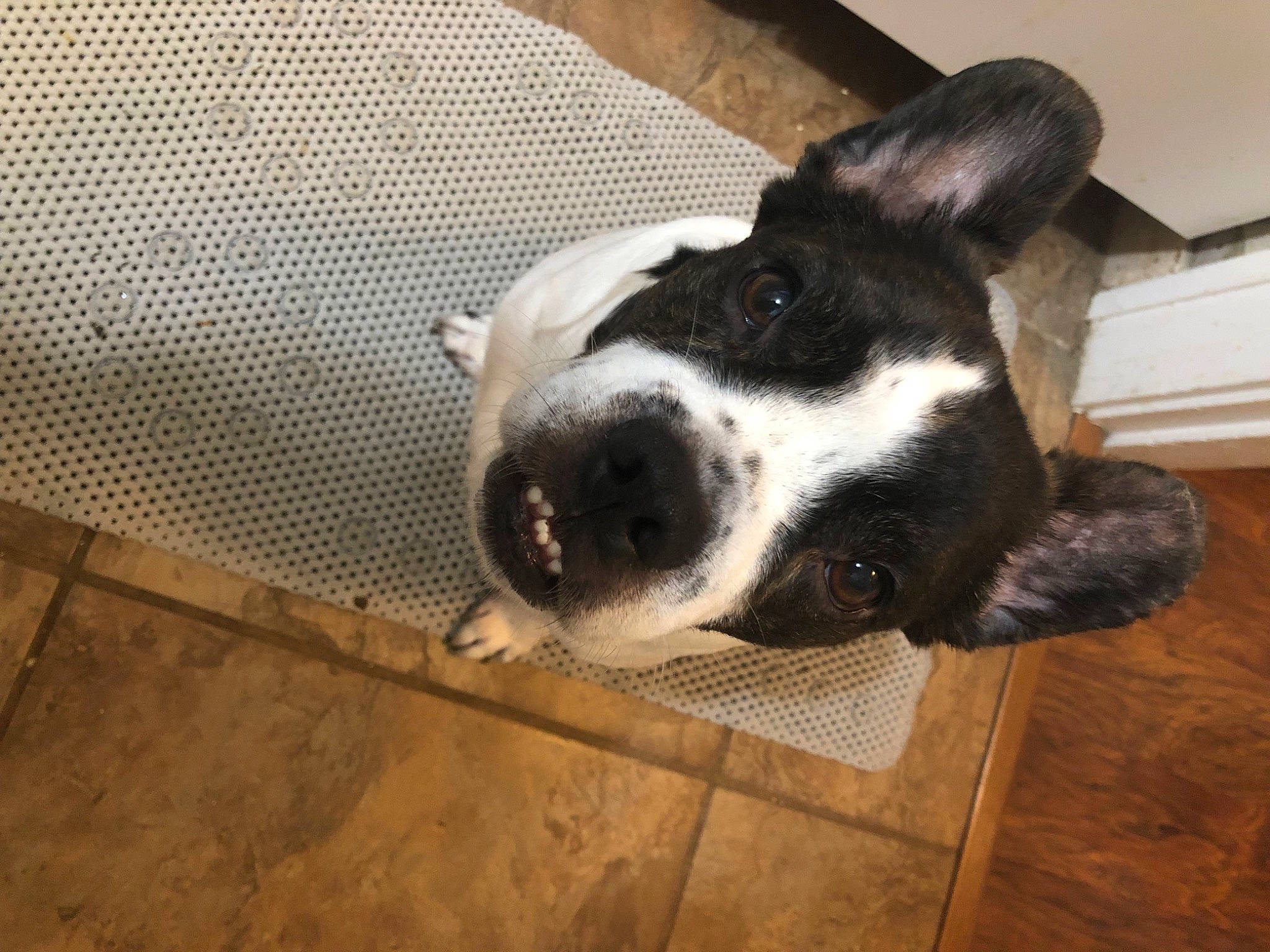 Benny is registered to the contest to win money with this photo: canidae, carnivore, companion_dog, dog, dog_breed, fawn, flooring, foot, fur, hardwood, paw, pet_supply, snout, sporting_group, tail, terrestrial_animal, whiskers, window, wood, working_animal