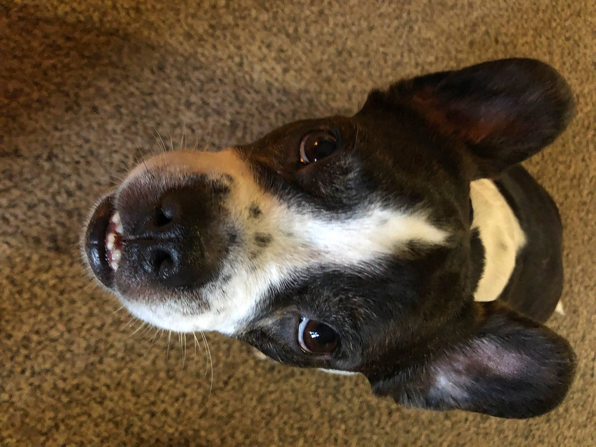 Benny joined the competition — help win amazing prizes! canidae, carnivore, collar, companion_dog, dog, dog_breed, paw, snout, sporting_group, terrestrial_animal, whiskers, working_animal