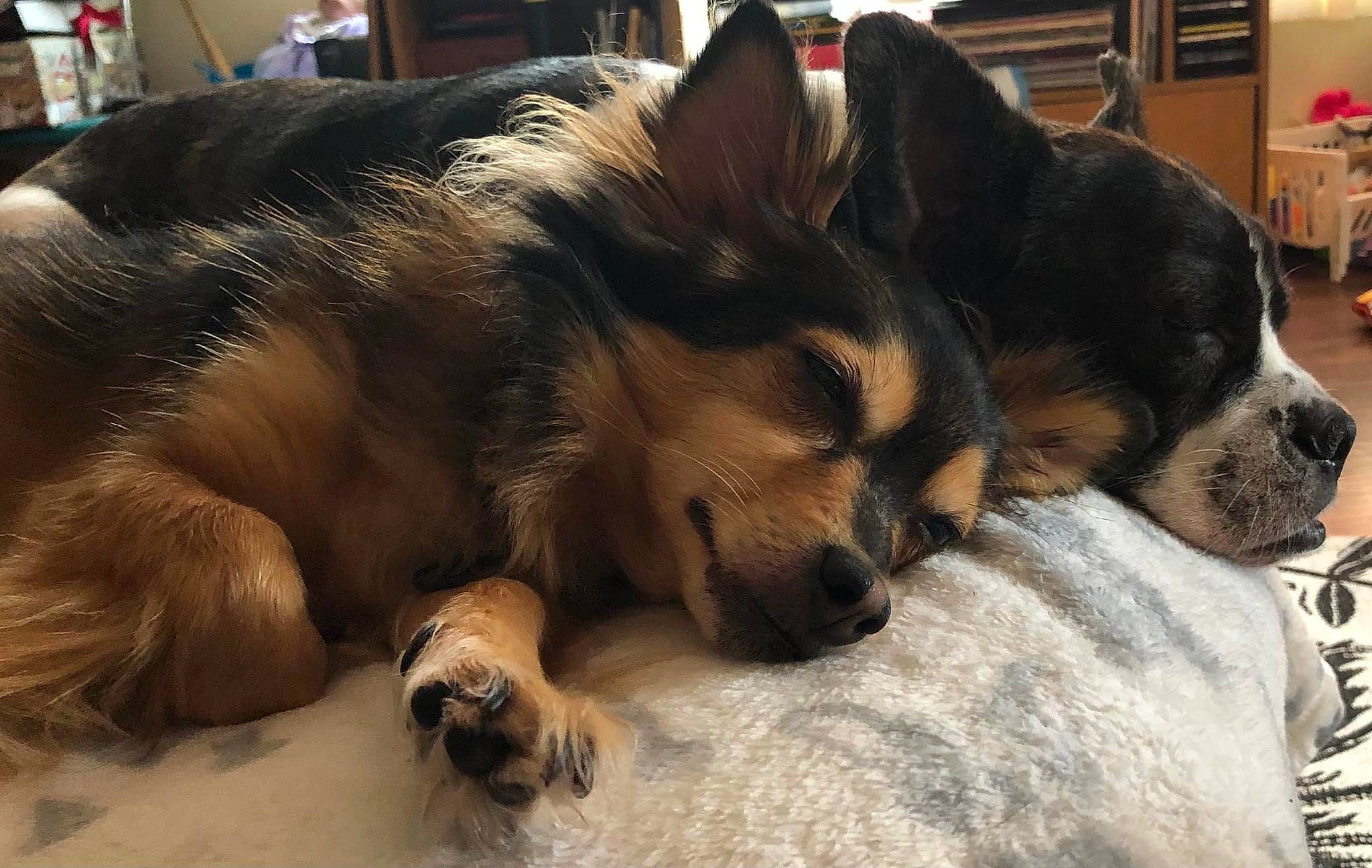 Gigi joined the competition — help win amazing prizes! canidae, carnivore, comfort, companion_dog, dog, dog_breed, fawn, fur, liver, nap, paw, puppy, sleep, snout, sporting_group, terrestrial_animal, toy_dog, whiskers, working_animal, working_dog