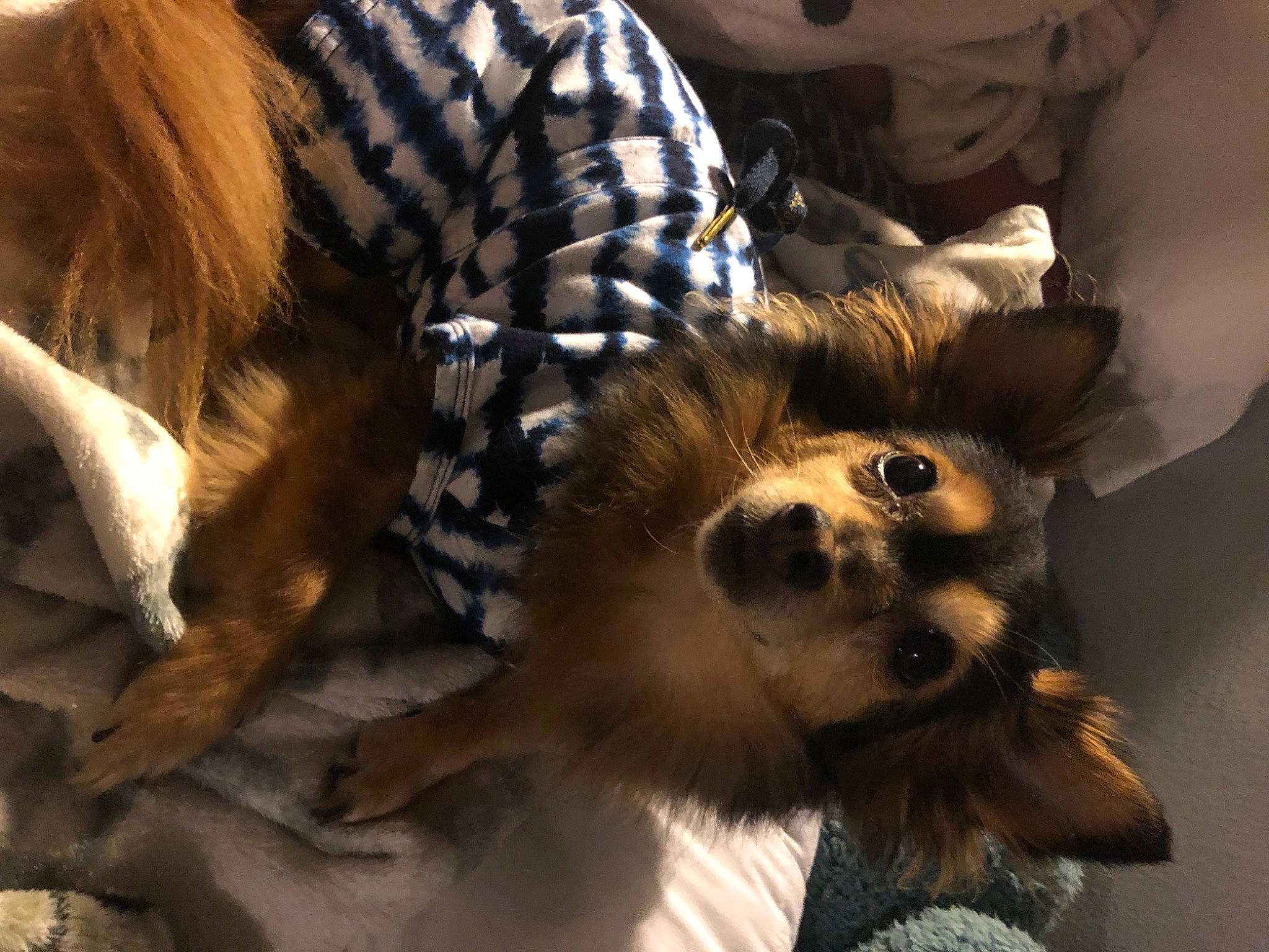 Gigi is registered to the contest to win money with this photo: canidae, carnivore, companion_dog, dog, dog_breed, fawn, felidae, fur, german_spitz, pomeranian, red_panda, small_to_medium_sized_cats, snout, spitz, sporting_group, tail, terrestrial_animal, toy, toy_dog, whiskers