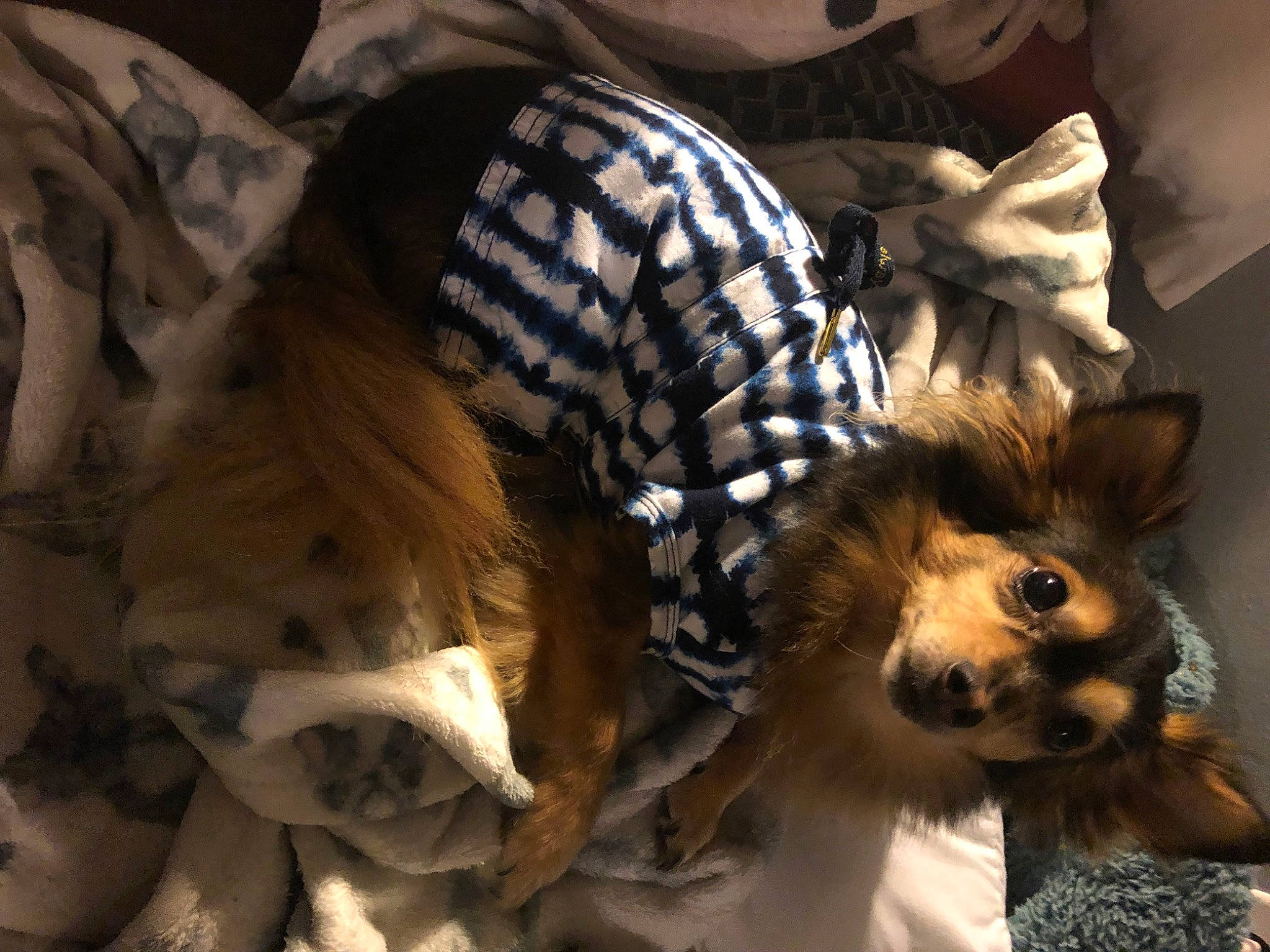 Gigi is registered to the contest to win money with this photo: canidae, carnivore, collie, comfort, companion_dog, dog, dog_breed, fawn, felidae, fur, pattern, plaid, pomeranian, scotch_collie, shetland_sheepdog, sitting, sporting_group, toy, toy_dog, whiskers