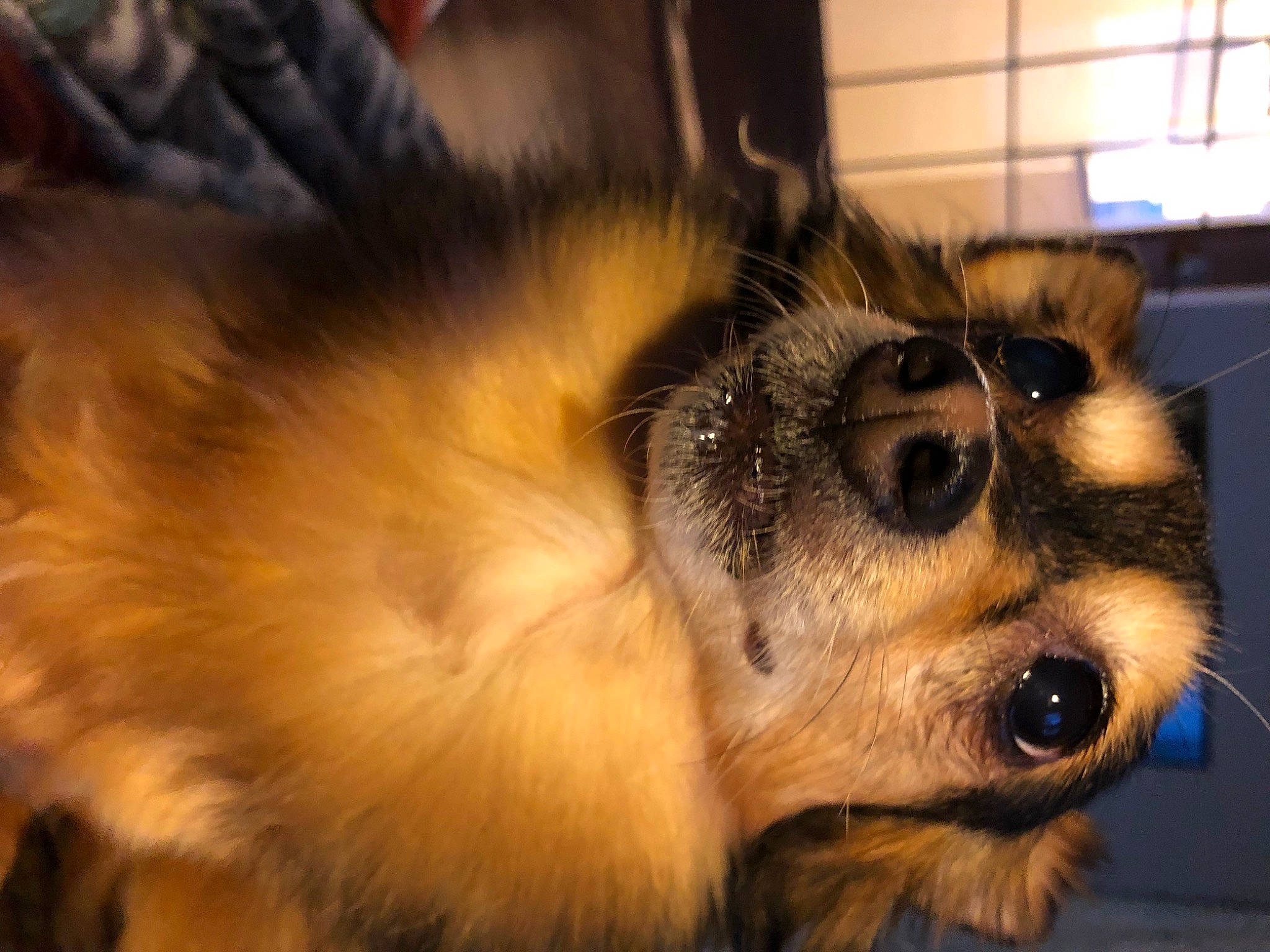 Gigi is registered to the contest to win money with this photo: canidae, carnivore, companion_dog, dog, dog_breed, ear, fawn, fur, paw, pomeranian, puppy, small_terrier, snout, sporting_group, terrestrial_animal, toy_dog, whiskers, wildlife, wood, working_animal