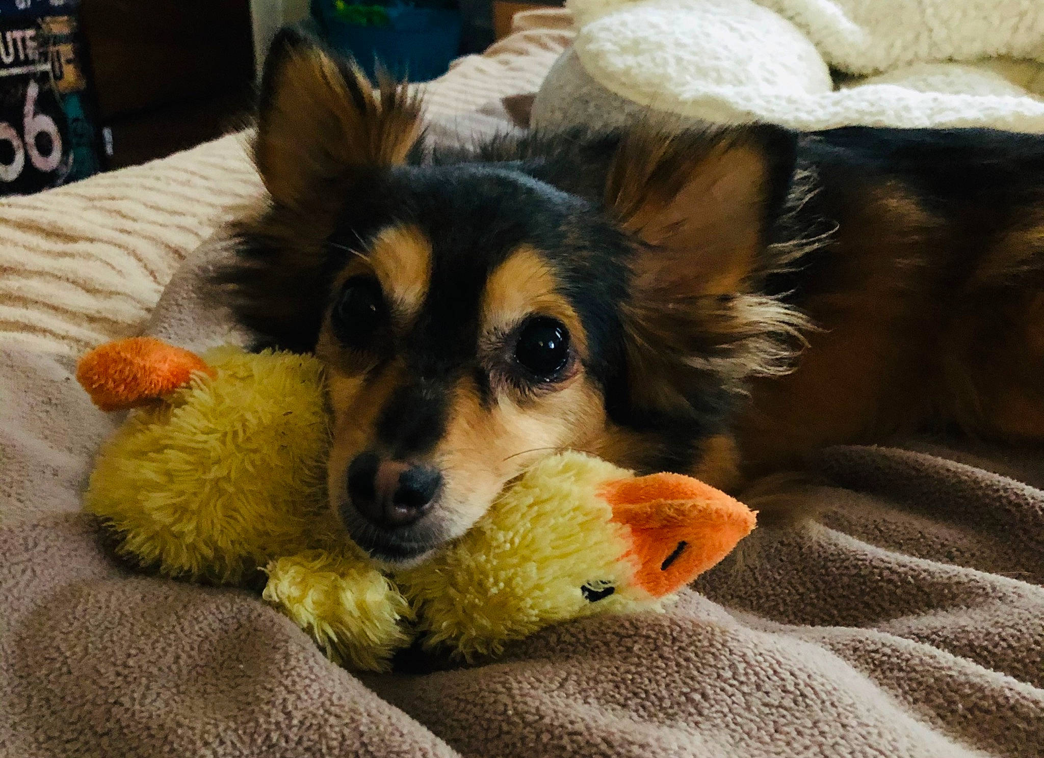 Gigi joined the competition — help win amazing prizes! cardigan_welsh_corgi, carnivore, chair, comfort, companion_dog, dog, dog_breed, dog_supply, dog_toy, flooring, fur, herding_dog, paw, scotch_collie, sporting_group, terrestrial_animal, toy_dog, whiskers, working_dog