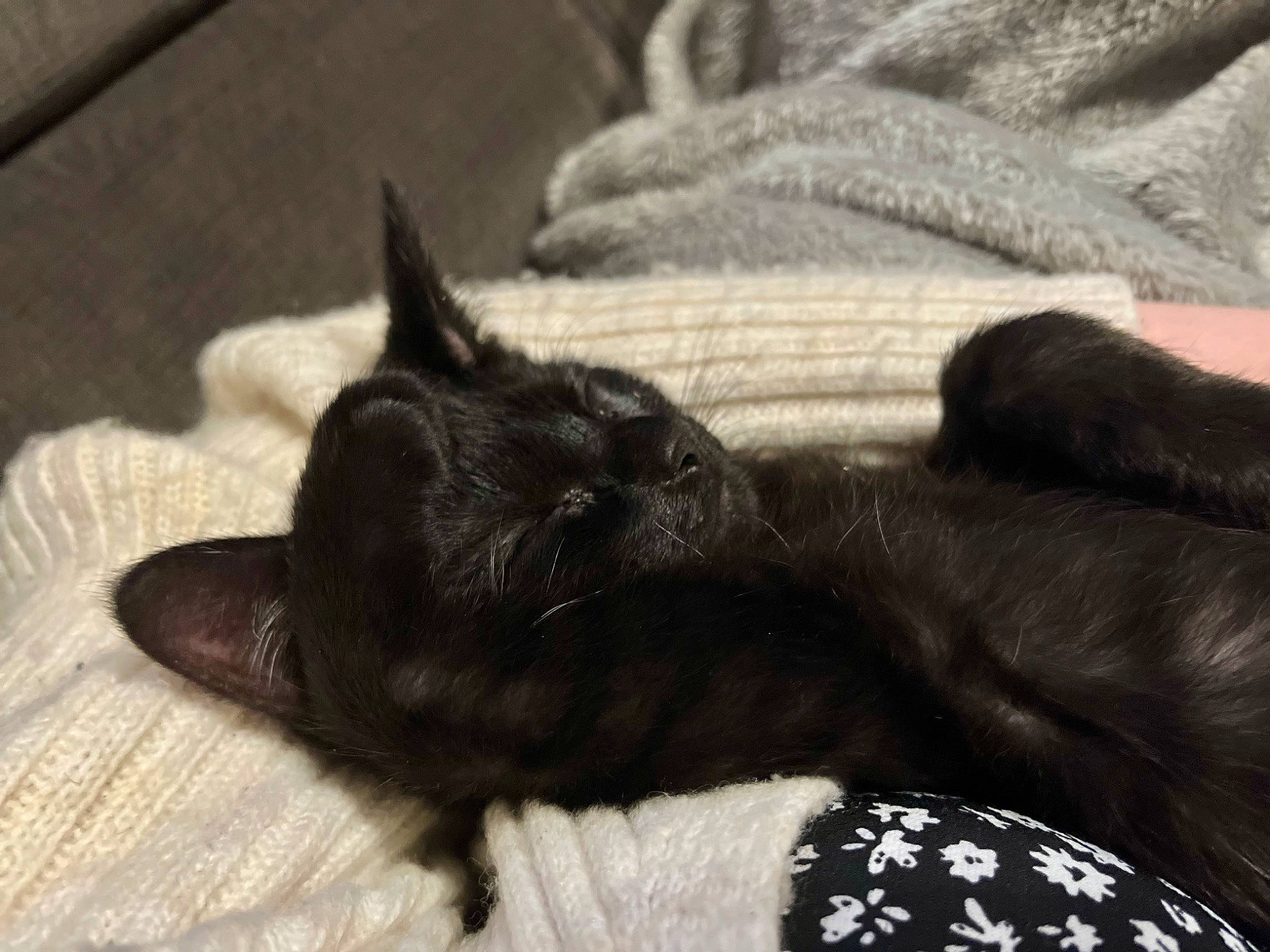 Arès a rejoint le concours — aidez-le/la à gagner de superbes lots ! black_cat, bombay, carnivore, cat, claw, comfort, dog_breed, domestic_short_haired_cat, ear, felidae, fur, grey, monochrome, monochrome_photography, nap, paw, small_to_medium_sized_cats, tail, whiskers