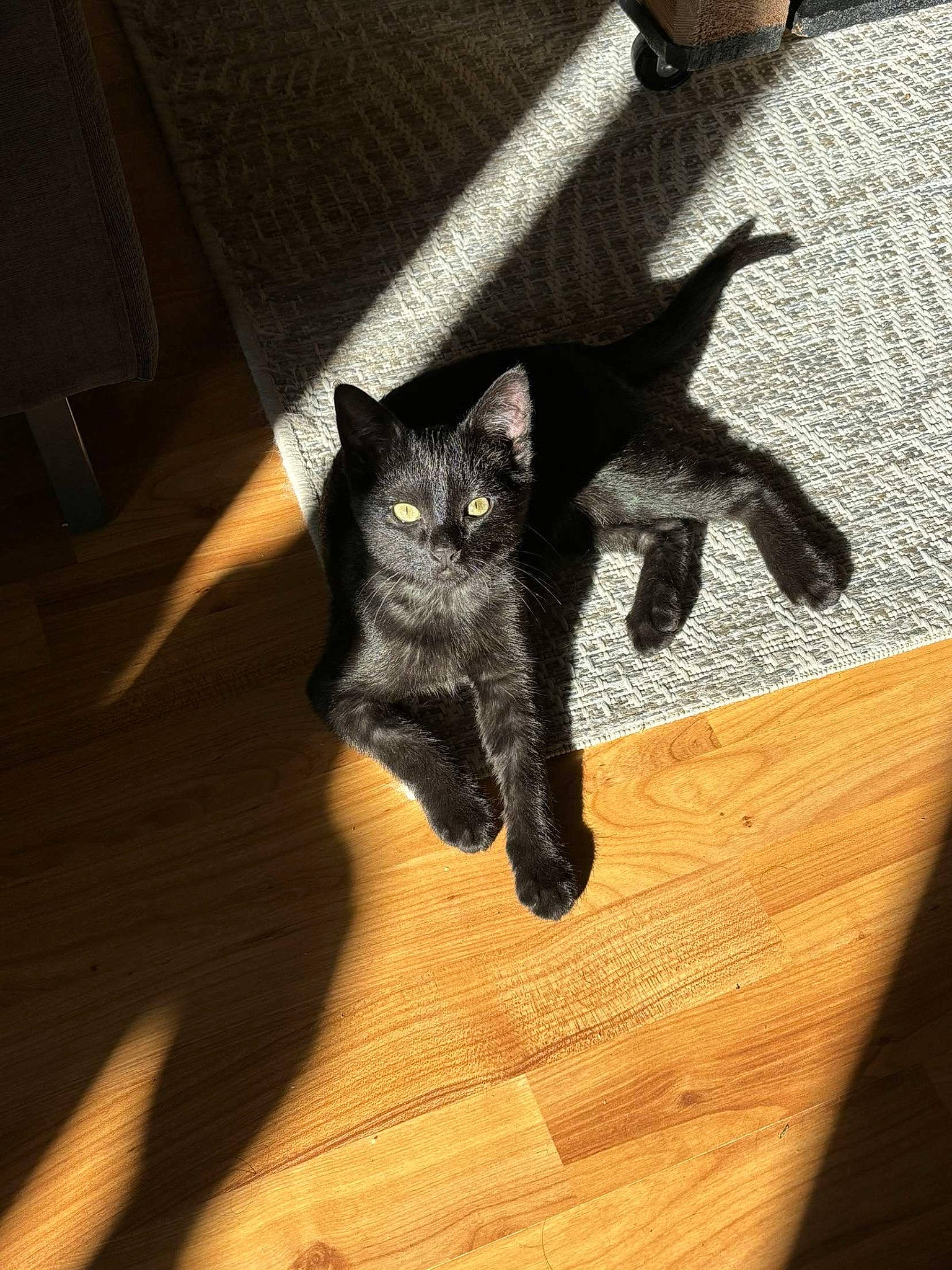 Arès a rejoint le concours — aidez-le/la à gagner de superbes lots ! black_cat, carnivore, cat, chair, comfort, domestic_short_haired_cat, felidae, floor, flooring, fur, grey, hardwood, shadow, small_to_medium_sized_cats, snout, tail, varnish, whiskers, wood, wood_stain