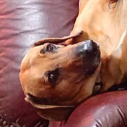 Loki joined the competition — help win amazing prizes! dog, leather_chair, brown_dog, pet, indoor, closeup, relaxed, canine, furniture, resting, companion, portrait, domestic_animal, animal, snout, ears, fur, collar, household, comfort