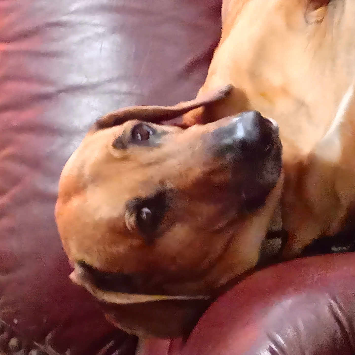 Loki joined the competition — help win amazing prizes! animal, brown_dog, canine, closeup, collar, comfort, companion, dog, domestic_animal, ears, fur, furniture, household, indoor, leather_chair, pet, portrait, relaxed, resting, snout